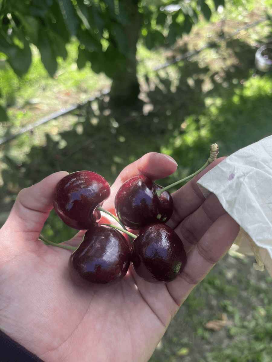 Cromwell Cherry Fram