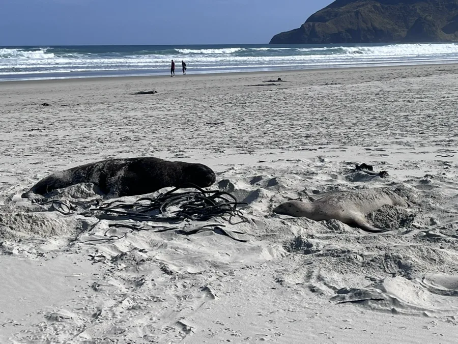 Sandfly Bay Sea Sea lions